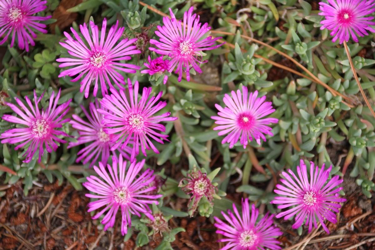 Jakie kwiaty posadzić na grobie / fot. pexels.com