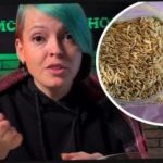 Jak wybrać rośliny cydru i zaskoczyć sąsiadów zbiorami: ogrodnik udzielił