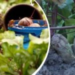 Proste działanie w sierpniu: ogrodnik podzielił się tym, jak sprawić,